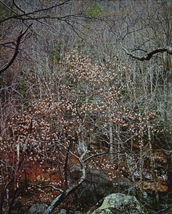 Image description is not available for 1984.032